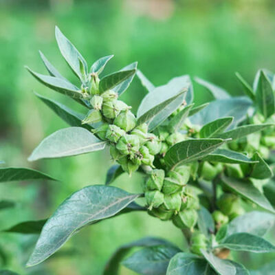 Ashwagandha Παρενέργειες