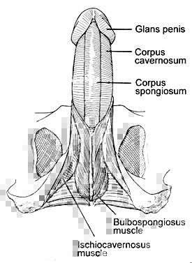 Έξω γεννητικά όργανα έξω γεννητικά όργανα άνδρα ανατομία πέος