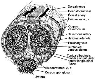 To Πέος και οι ανατομικές του δομές σε διατομή πέος ανατομικές δομές διατομή πόσθη ουρήθρα