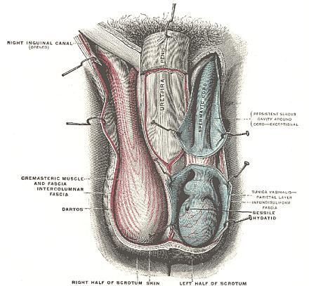 Έσω γεννητικά όργανα έσω γεννητικά όργανα άνδρα όρχεις ανατομία